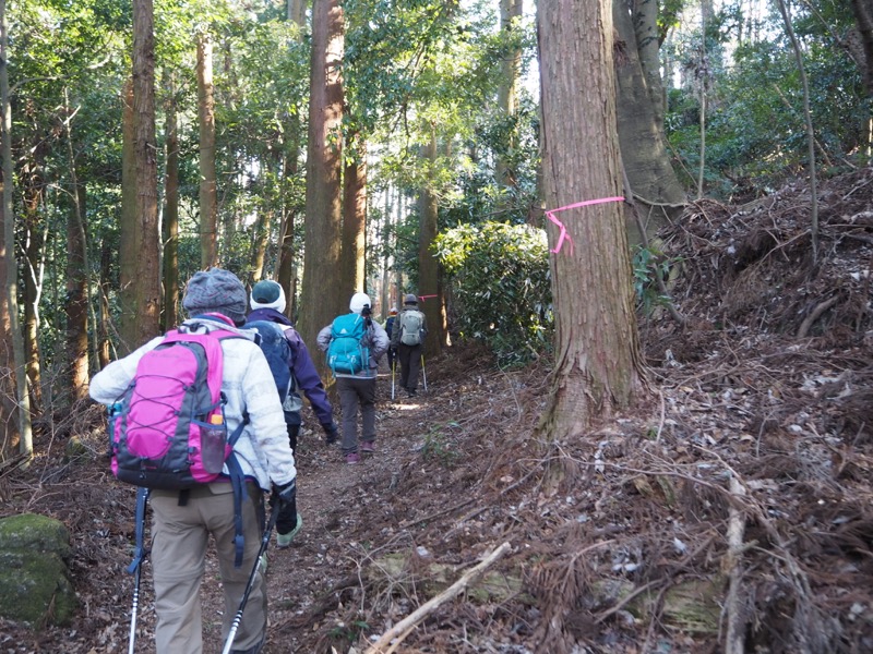 高宕山、高宕山→奥畑バス停、倒木