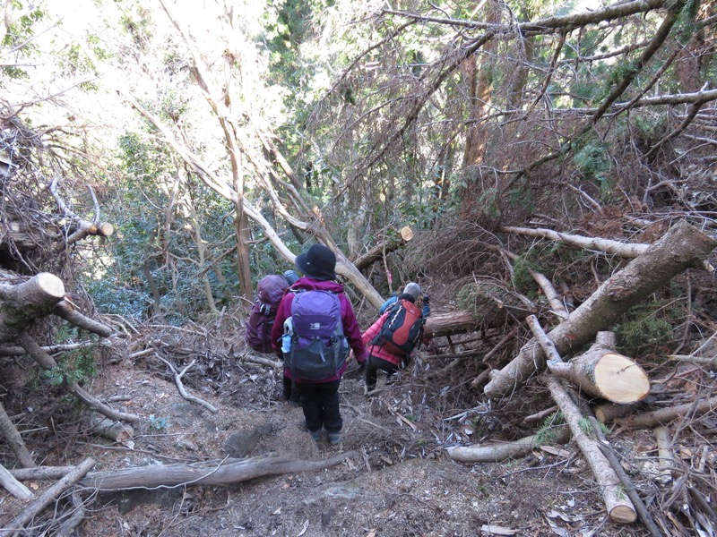 高宕山、高宕山→奥畑バス停、倒木