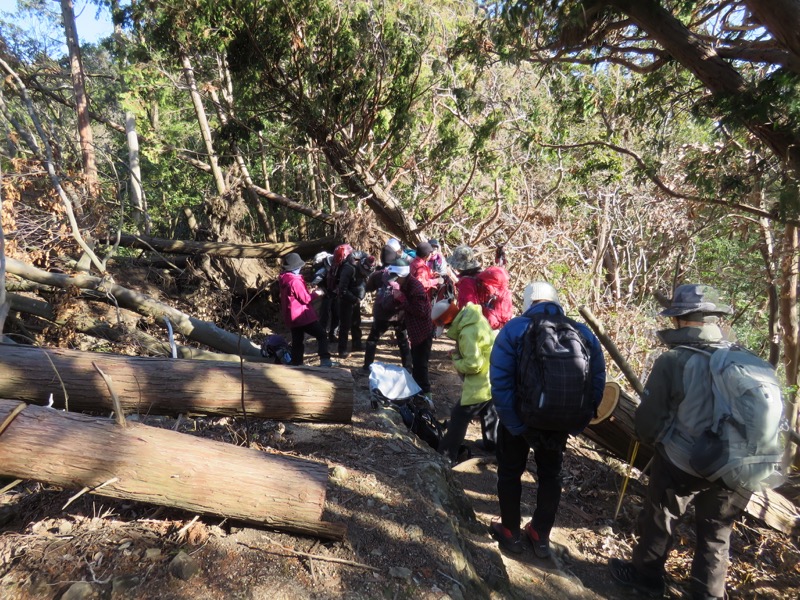 高宕山、高宕山→奥畑バス停、倒木