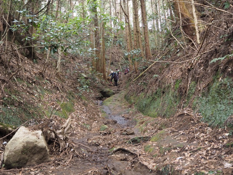 高宕山、高宕大滝→高宕山、人工林