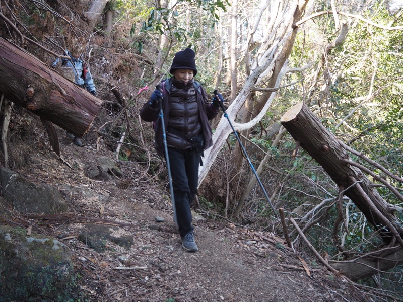 高宕山、高宕山→奥畑バス停、倒木