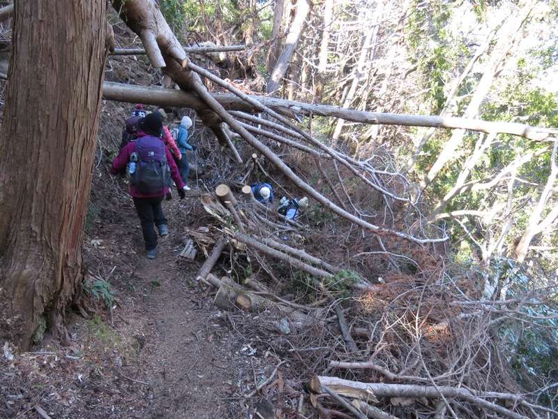 高宕山、高宕山→奥畑バス停、倒木