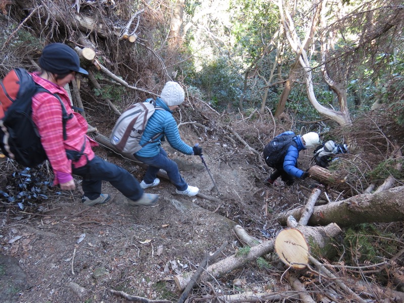 高宕山、高宕山→奥畑バス停、倒木