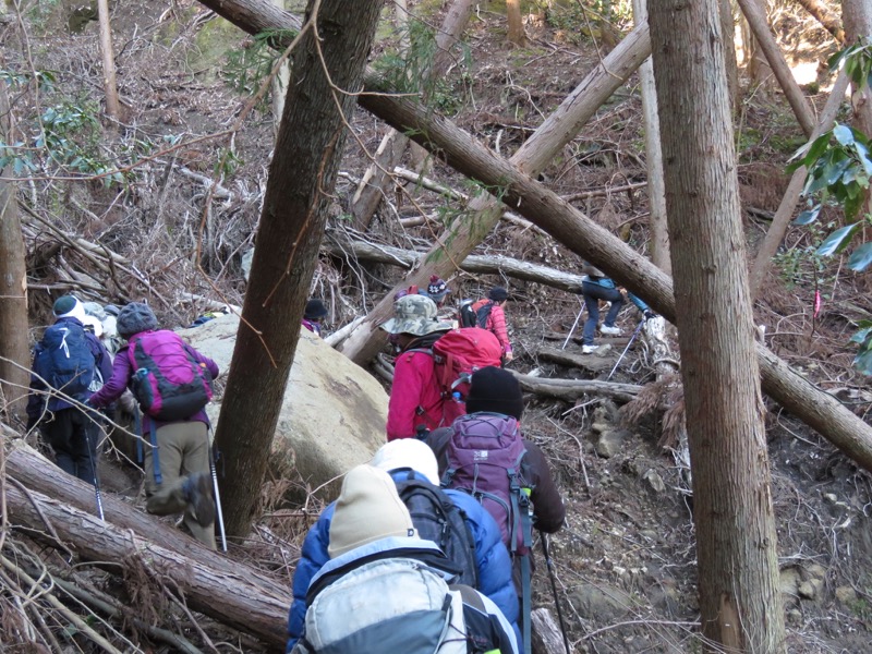 高宕山、ふれあいの道分岐（八良塚コース終点）→奥畑バス停、倒木