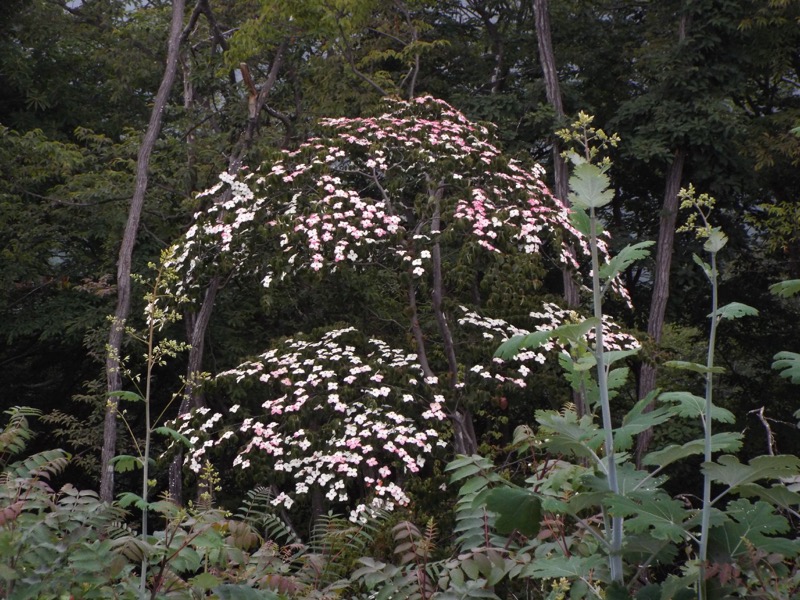 戸倉三山、ハナミズキ?