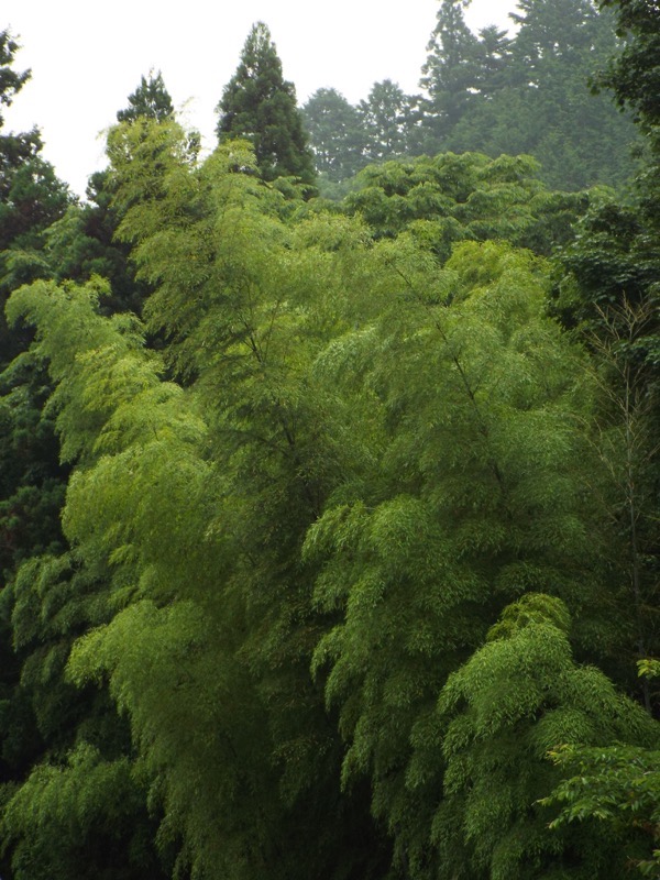 戸倉三山、今熊神社、竹林