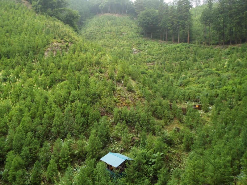 戸倉三山、今熊神社、植林