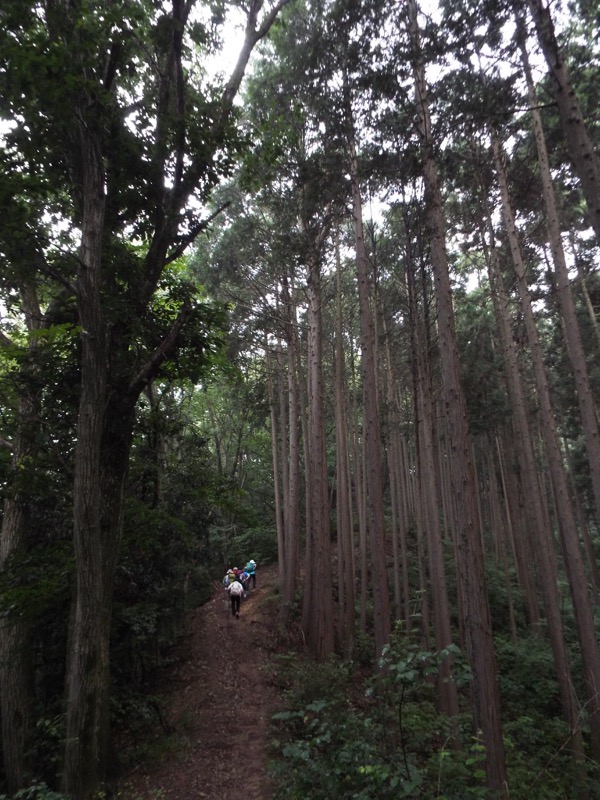 戸倉三山、登山道