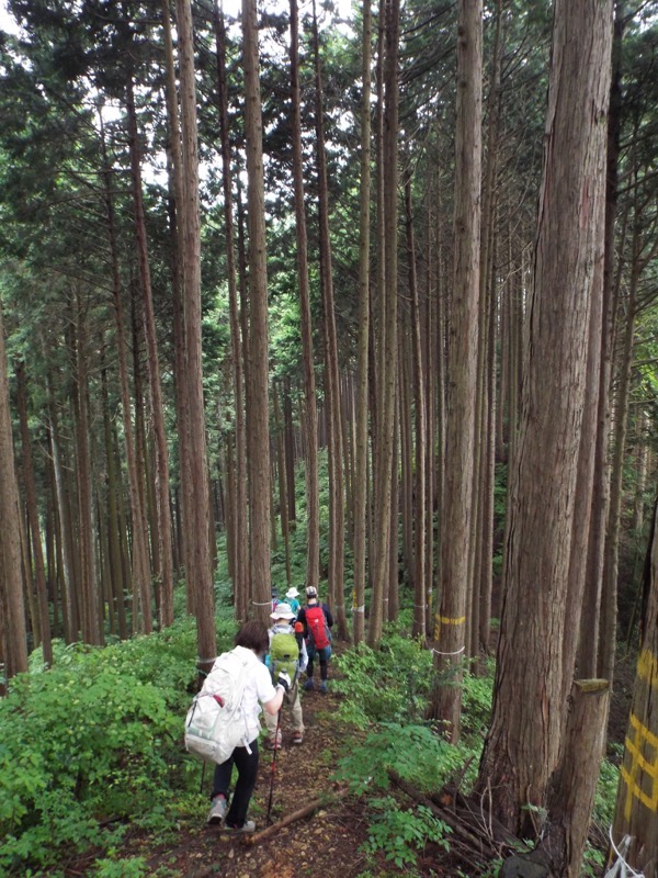 戸倉三山、入山峠付近