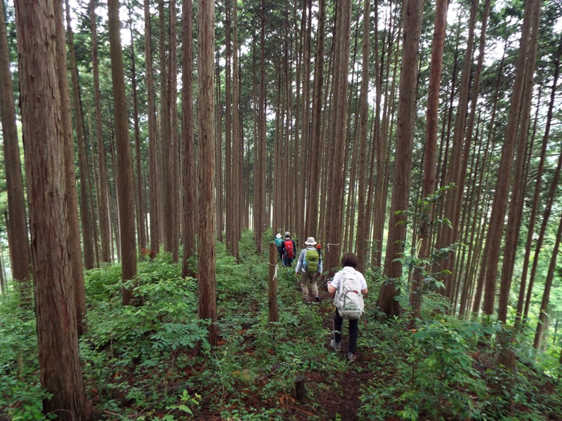 戸倉三山、入山峠付近