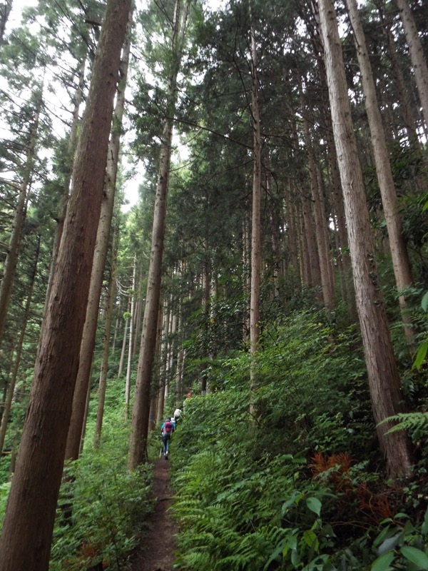 戸倉三山、登山道