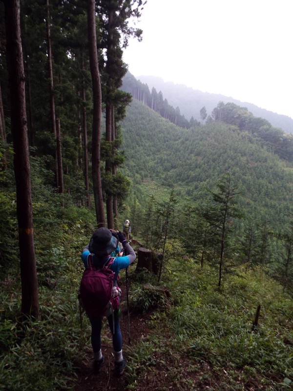 戸倉三山、植林