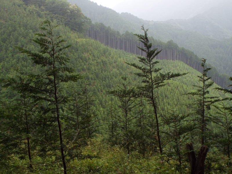 戸倉三山、植林