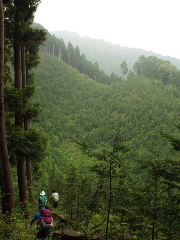 戸倉三山、植林