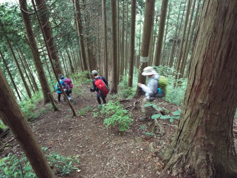 戸倉三山、登山道