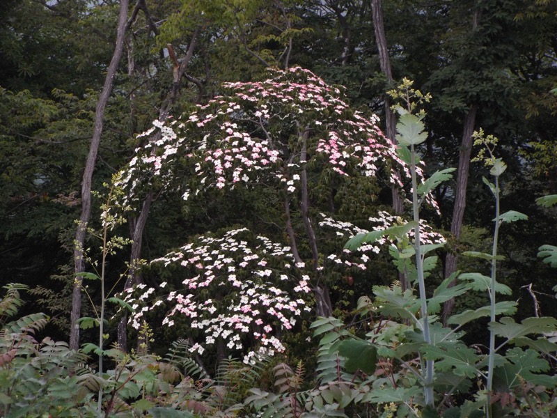 戸倉三山、ハナミズキ？