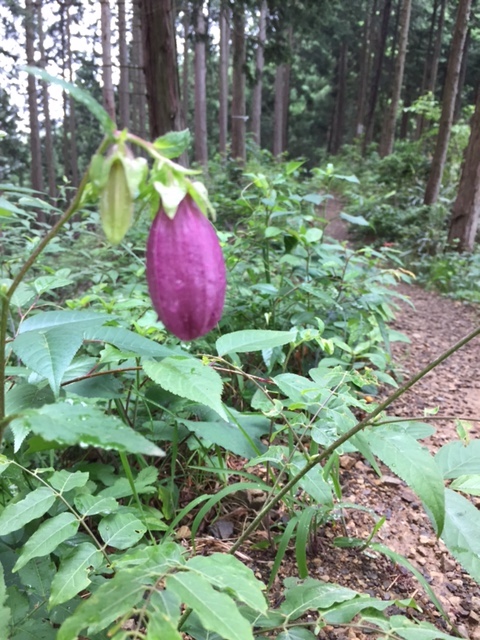 戸倉三山、ヤマホタルブクロ