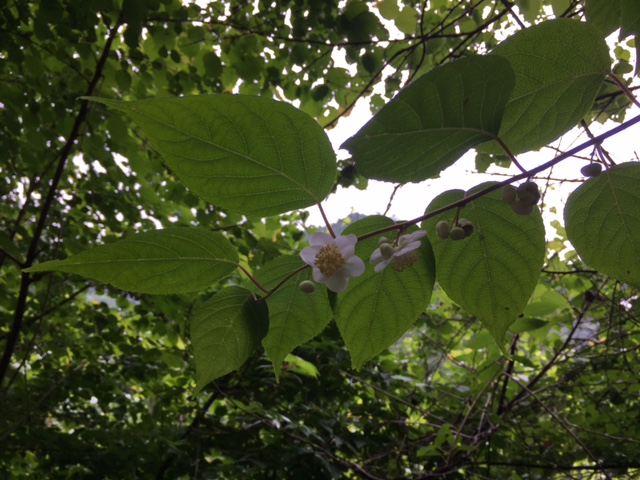 戸倉三山、マタタビ