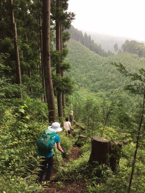 戸倉三山、植林