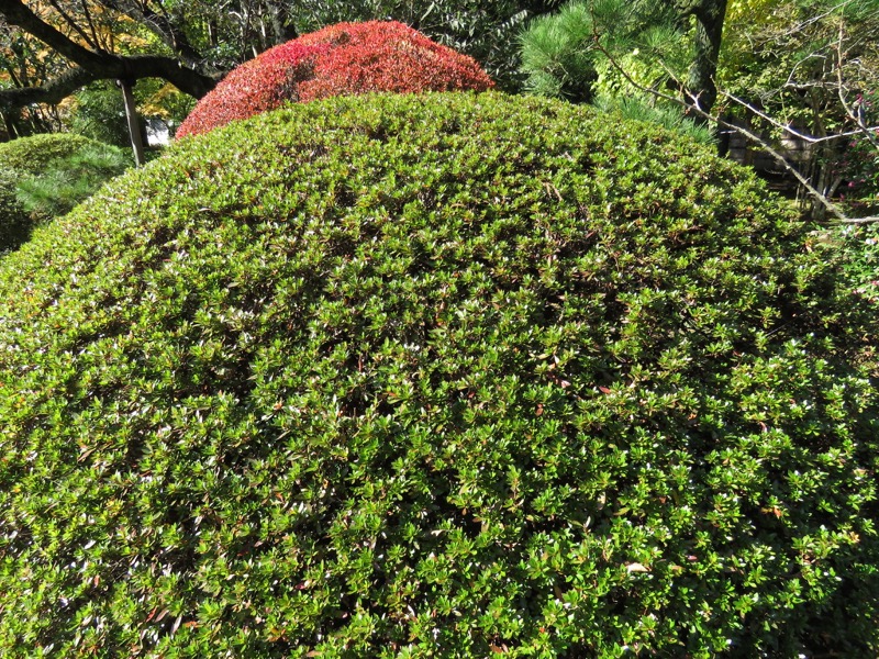 奥久慈・男体山から袋田の滝、水戸偕楽園、ツツジ