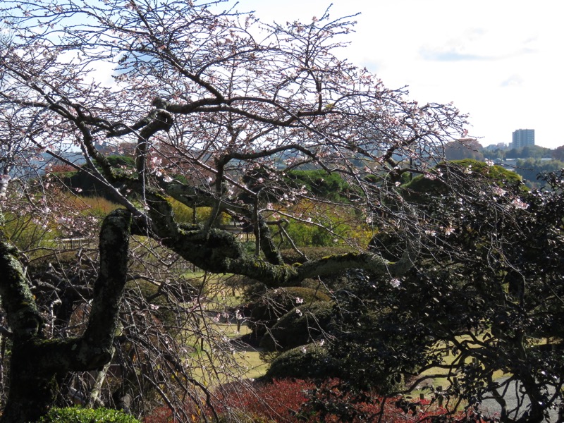 奥久慈・男体山から袋田の滝、水戸偕楽園、好文亭、二季咲桜