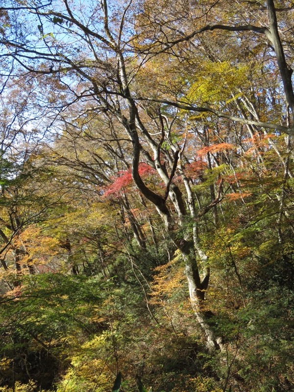 奥久慈・男体山から袋田の滝、男体山山頂〜袋田の滝、イロハモミジ