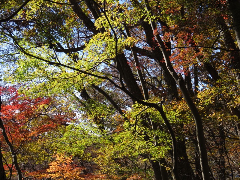 奥久慈・男体山から袋田の滝、男体山山頂〜袋田の滝、イロハモミジ