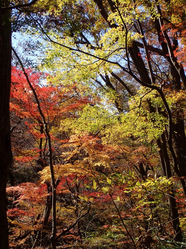 奥久慈・男体山から袋田の滝、男体山山頂〜袋田の滝、イロハモミジ