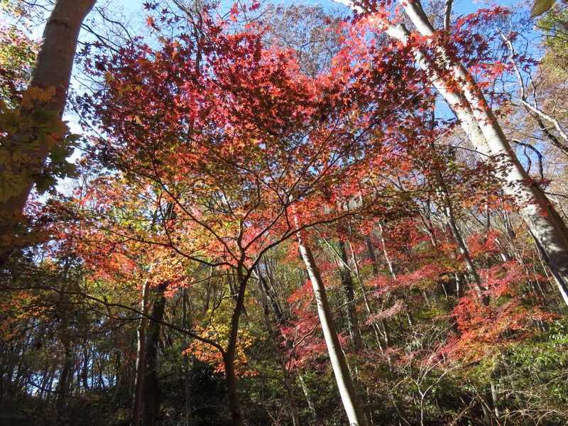 奥久慈・男体山から袋田の滝、男体山山頂〜袋田の滝、イロハモミジ