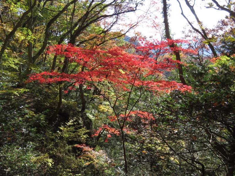 奥久慈・男体山から袋田の滝、男体山山頂〜袋田の滝、イロハモミジ