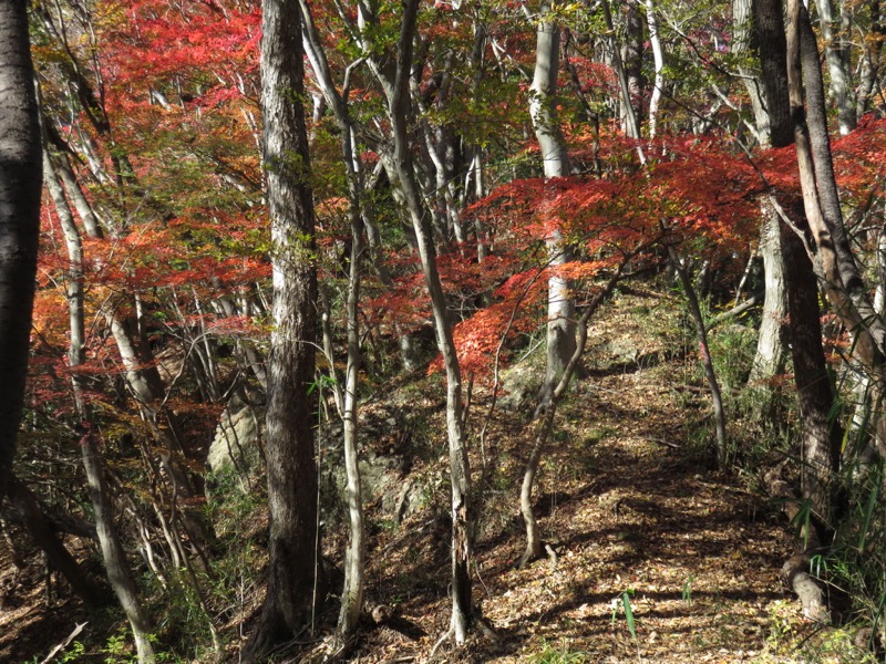 奥久慈・男体山から袋田の滝、男体山山頂〜袋田の滝、イロハモミジ