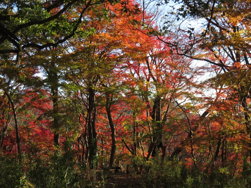 奥久慈・男体山から袋田の滝、男体山山頂〜袋田の滝、月居城跡、イロハモミジ