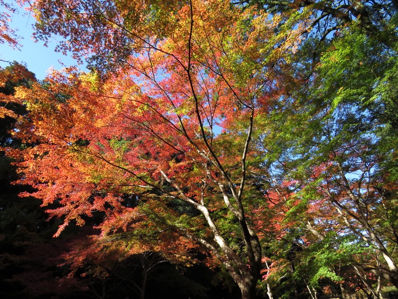 奥久慈・男体山から袋田の滝、水戸偕楽園、もみじ谷