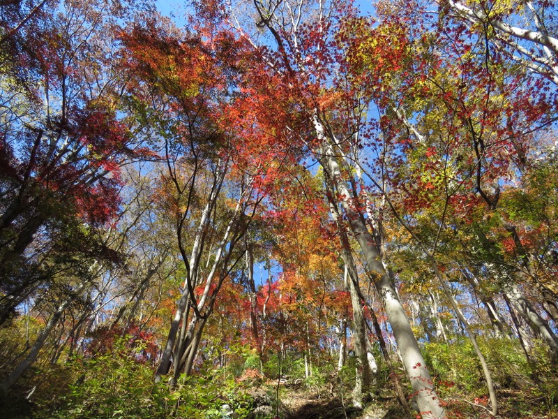 奥久慈・男体山から袋田の滝、男体山山頂〜袋田の滝、イロハモミジ