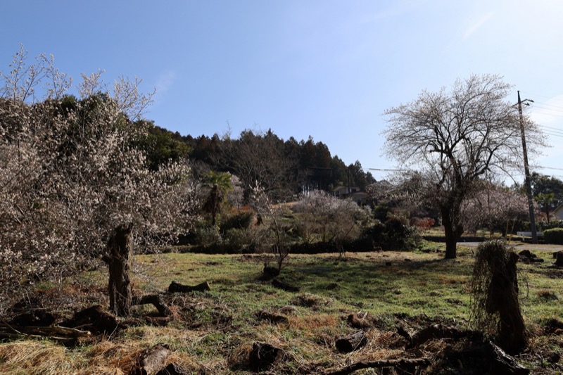 日和田山、物見山