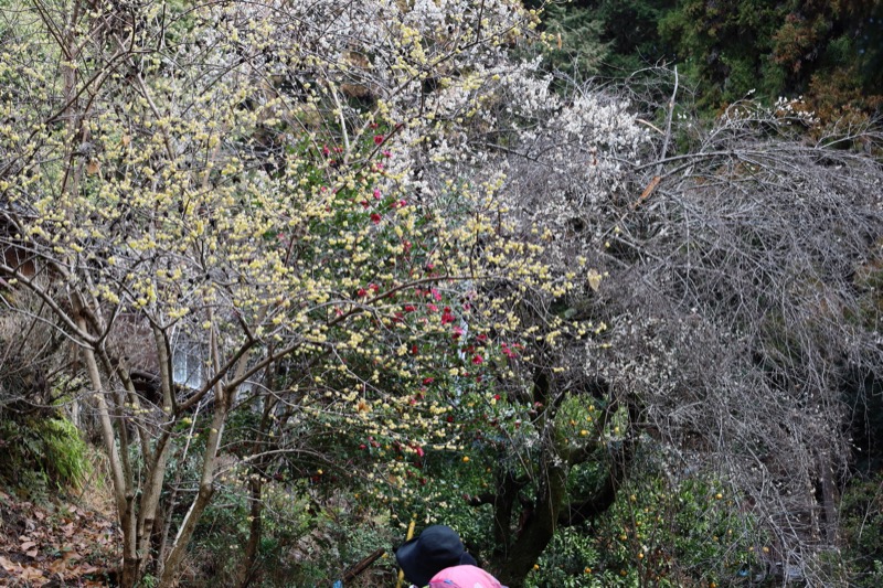 日和田山、物見山