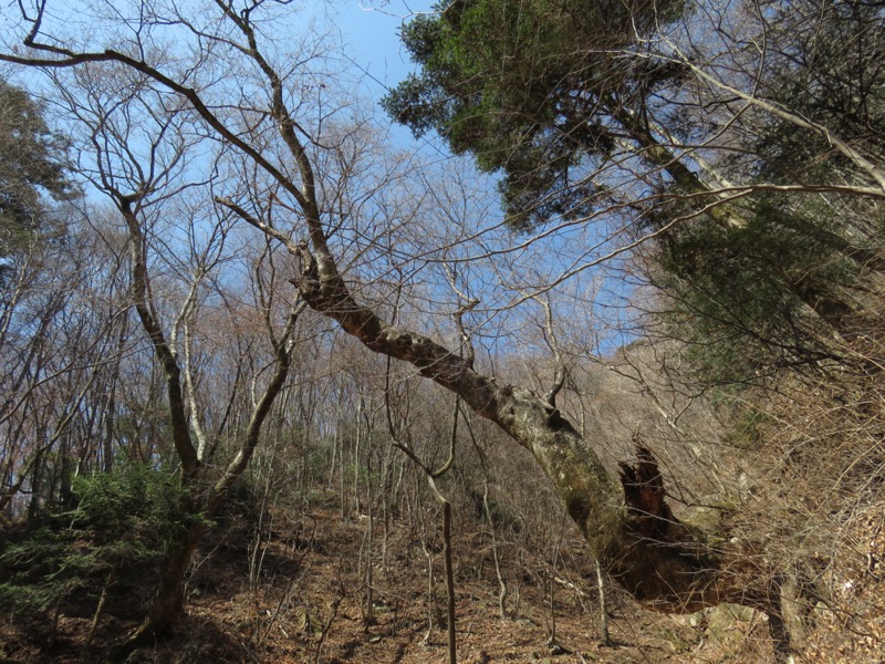 大岳山、馬頭刈尾根