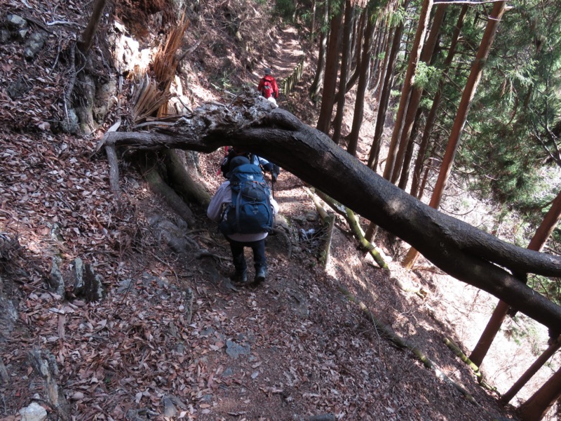 大岳山、馬頭刈尾根