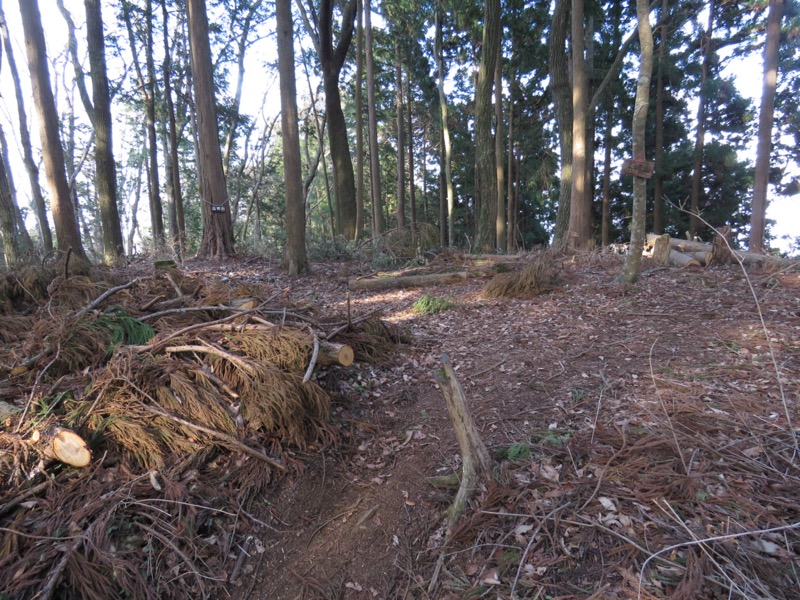 大岳山、馬頭刈尾根