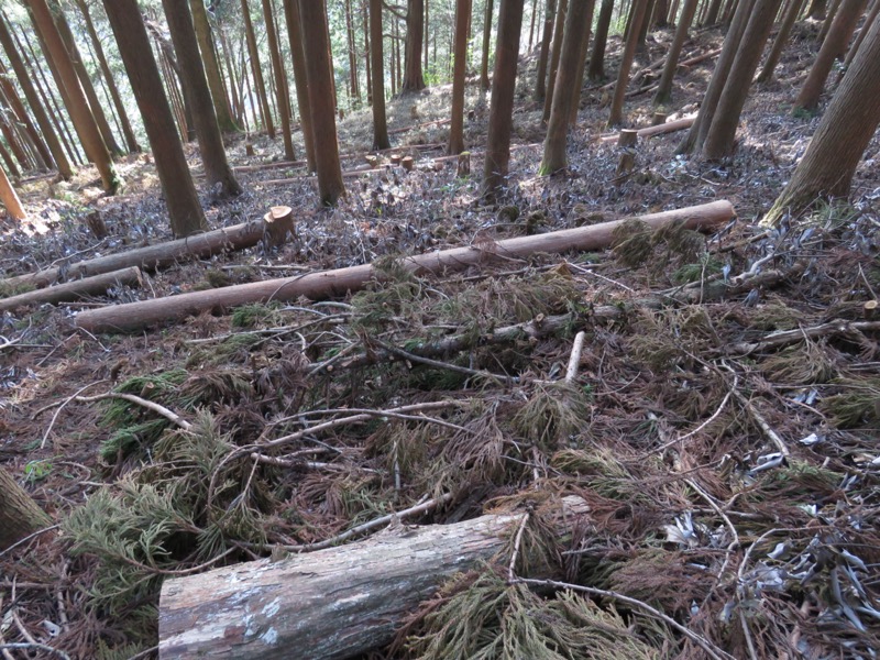 大岳山、馬頭刈尾根