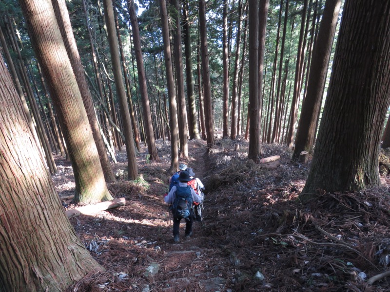 大岳山、馬頭刈尾根