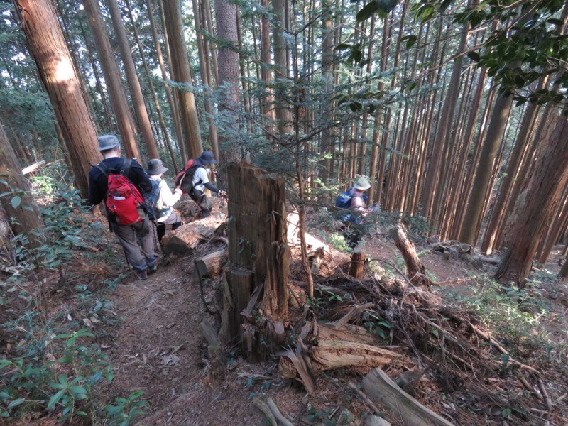 大岳山、馬頭刈尾根