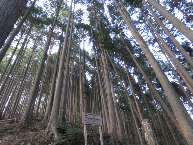 大岳山、馬頭刈尾根