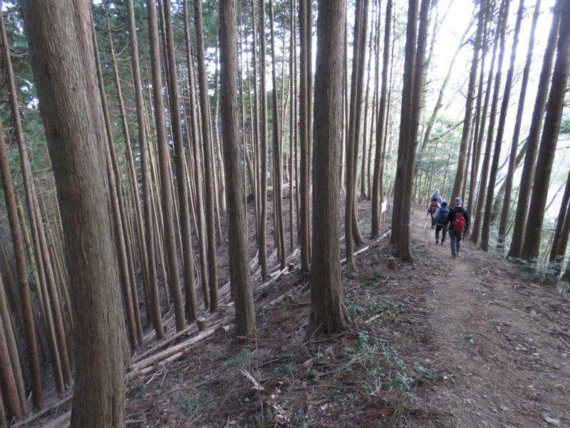 大岳山、馬頭刈尾根