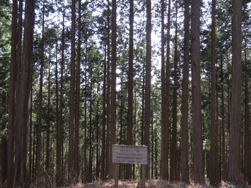 大岳山、馬頭刈尾根