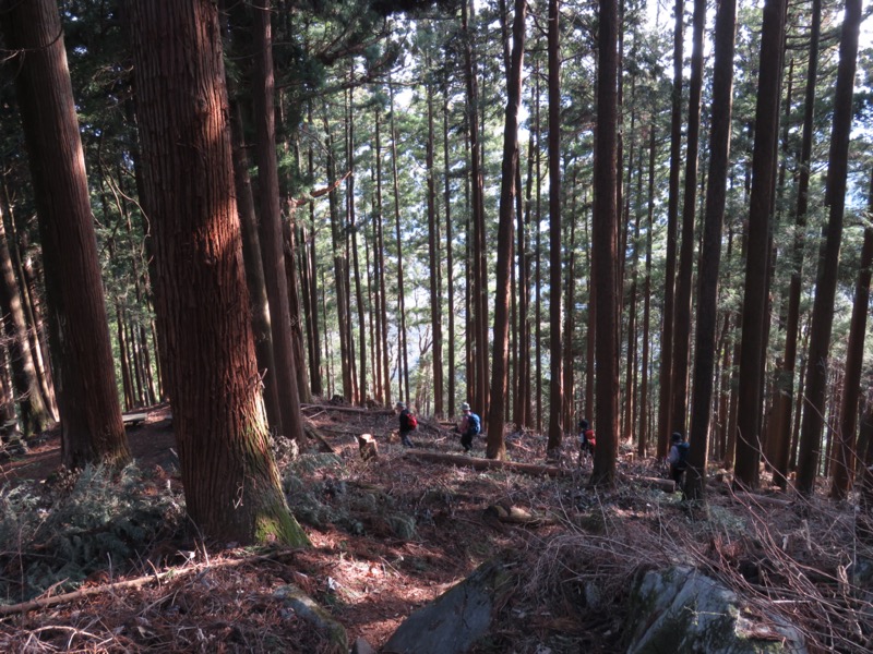 大岳山、馬頭刈尾根