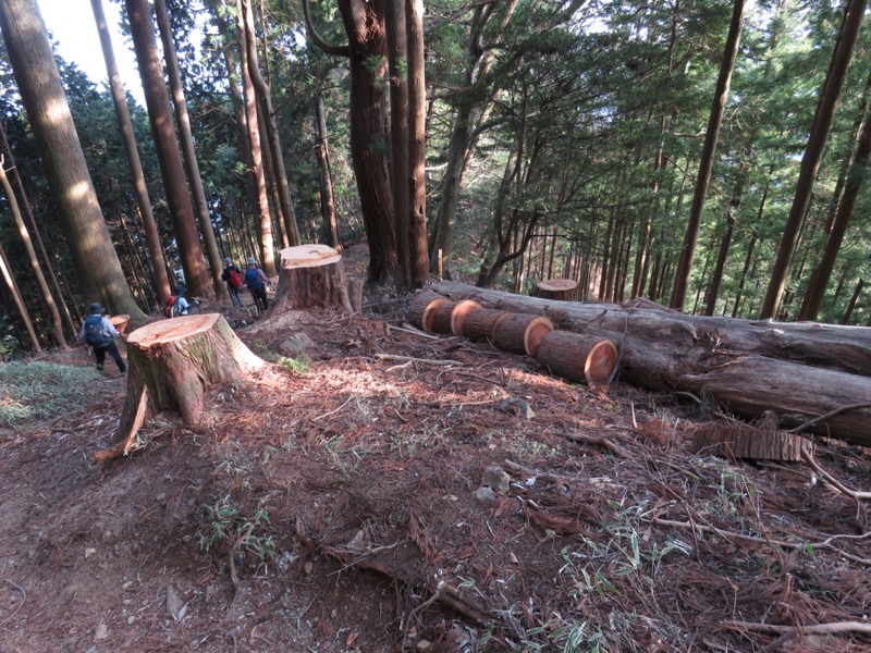 大岳山、馬頭刈尾根