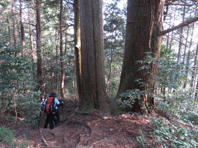 大岳山、馬頭刈尾根