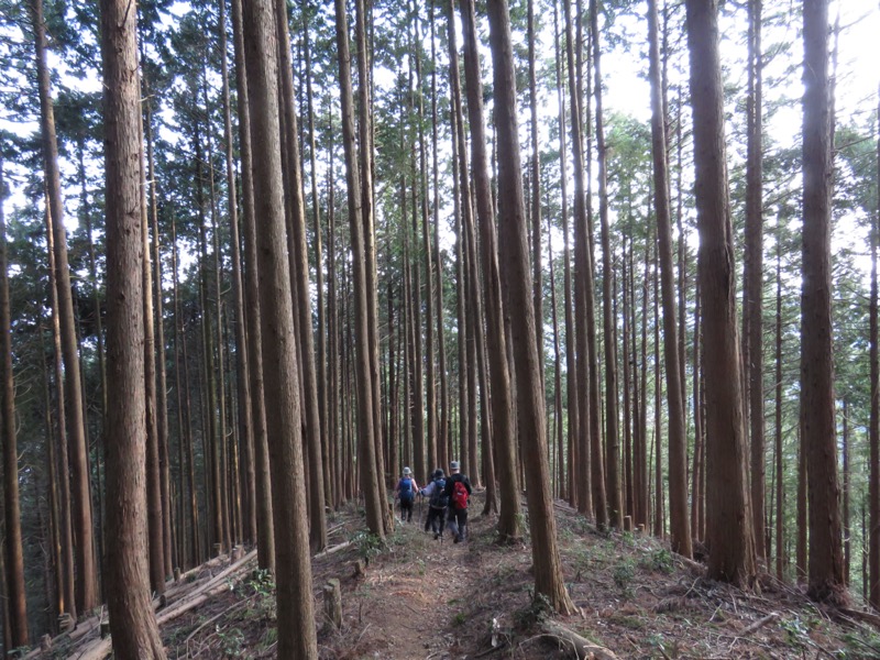 大岳山、馬頭刈尾根