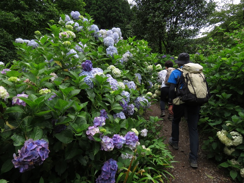 南沢あじさい山